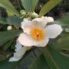 Gordlinia Grandiflora -Jardin Sucre Boutique gordlinia grandiflora arbustes 15707 1