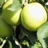 Pommier Golden Delicious - Palmette Simple U -Jardin Sucre Boutique image 149