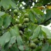 Noyer Commun - Juglans Regia Fernor -Jardin Sucre Boutique juglans regia fernor 100368 1