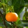 Mandarinier - Citrus Deliciosa - Agrumes -Jardin Sucre Boutique mandarinier 4