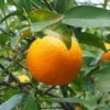 Oranger - Citrus Sinensis - Agrumes -Jardin Sucre Boutique oranger