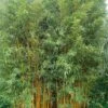 Phyllostachys Vivax Aureocaulis - Bambou Géant -Jardin Sucre Boutique phyllostachys vivax aureocaulis 84917 1