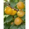 Abricotier - Prunus Armeniaca Bulida -Jardin Sucre Boutique prunus armeniaca bulida 100995 1
