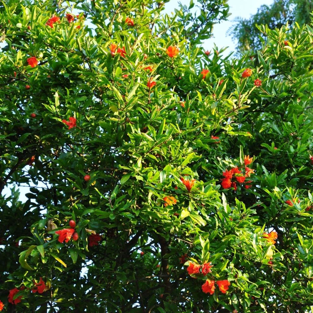 Grenadier à Fruits - Punica Granatum Fina Tendral 3 Grenadier à Fruits - Punica Granatum Fina Tendral