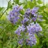 Solanum Crispum Glasnevin -Jardin Sucre Boutique solanum crispum glasnevin 80051 3
