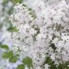 Lilas Nain - Syringa Meyeri Flowerfesta White 2 Lilas Nain - Syringa Meyeri Flowerfesta White -Jardin Sucre Boutique syringa meyeri flowerfesta white 84342 1