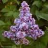 Lilas - Syringa Vulgaris Président Grevy 1 Lilas - Syringa Vulgaris Président Grevy -Jardin Sucre Boutique syringa vulgaris president grevy 781756 1