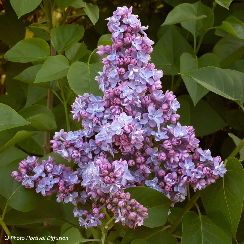 Lilas - Syringa Vulgaris Président Grevy 3 Lilas - Syringa Vulgaris Président Grevy