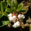 Airelle, Vaccinium Vitis Idaea -Jardin Sucre Boutique vaccinium vitis idaea 7548 1