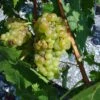 Vigne Muscat Champion -Jardin Sucre Boutique vigne vitis Muscat blanc 771563 1