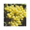 Vigne - Vitis Palatina -Jardin Sucre Boutique vitis vinifera palatina livre en hauteur 125 150 cm 4l 5l 1 1