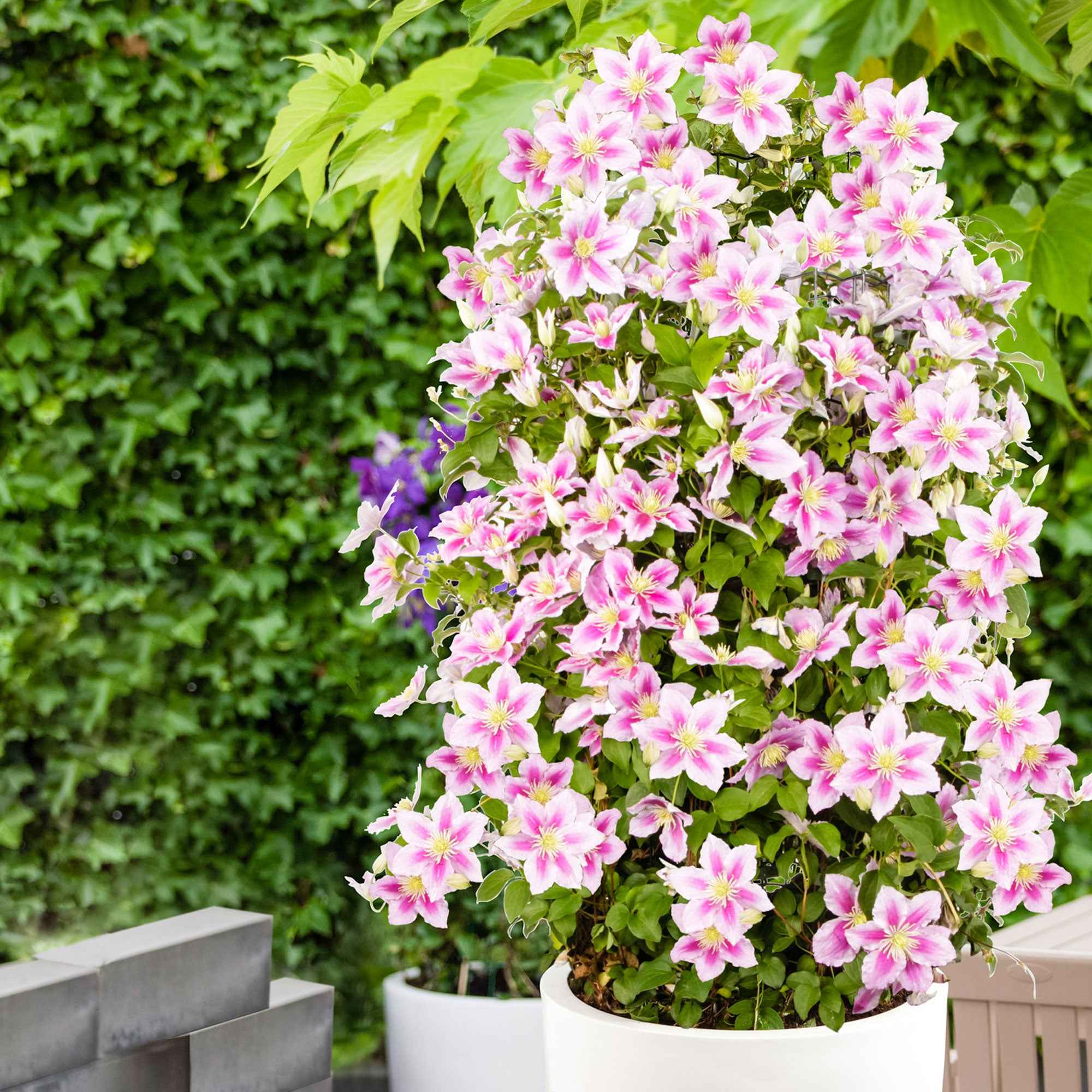 Jardin Sucre Boutique -Jardin Sucre Boutique 50781 6